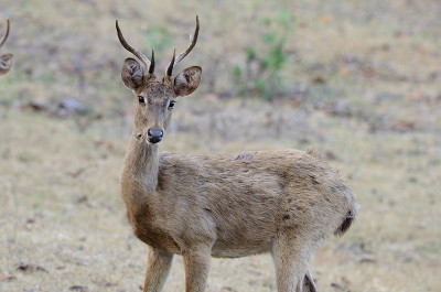 Eld's Deer (eldii Cervus)