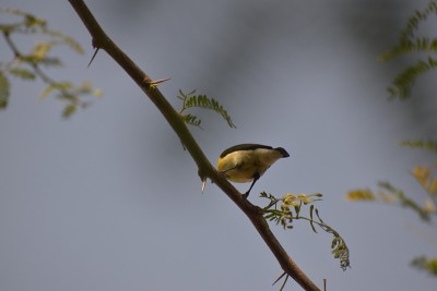 蜂鸟