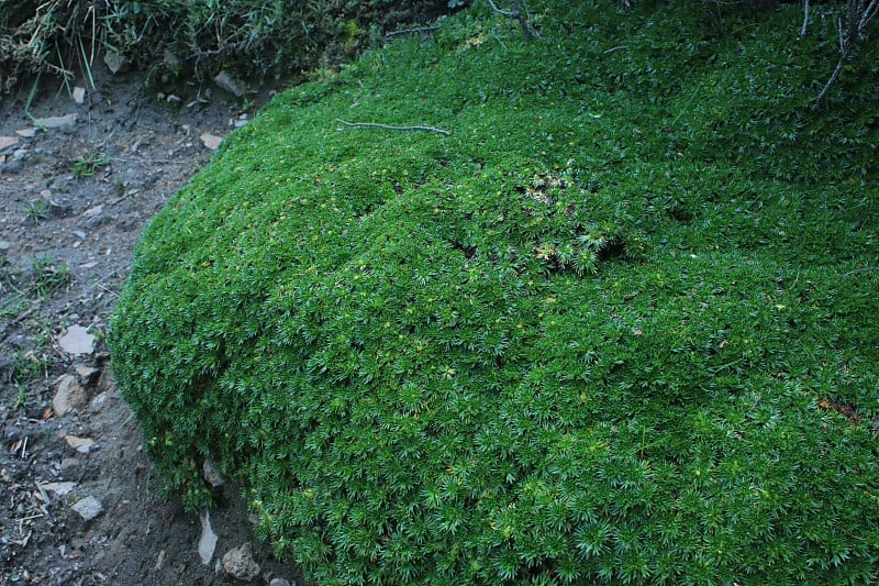 坚硬的深绿色苔藓，生长在安第斯山脉的高海拔地区