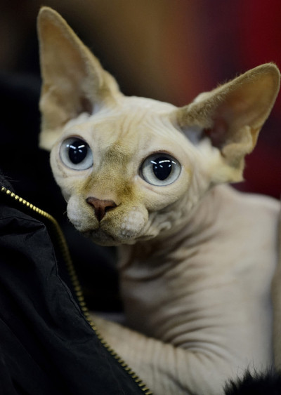 特写白蓝眼斯芬克斯猫