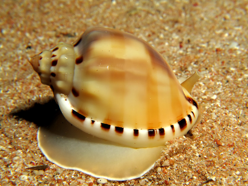 Carnelian cowrie (carnelina carneola)位于埃及红海。