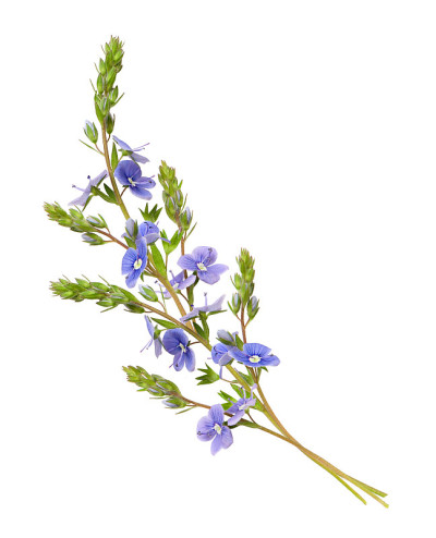佛罗妮花波状排列