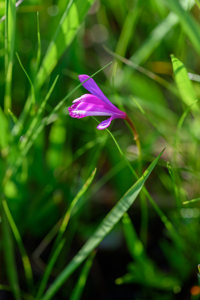 Oze的高山植物(学名:Eleorchis japonica)