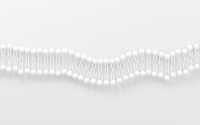 白色背景的细胞膜，3d渲染。