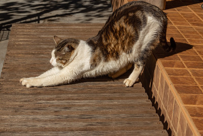 一只正在伸展的虎斑猫。