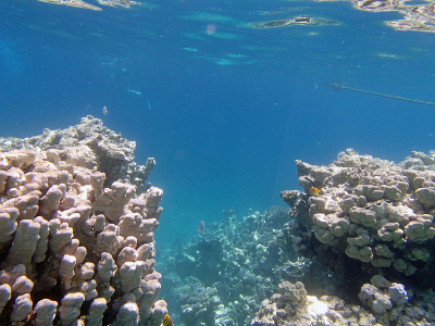 在红海里浮潜