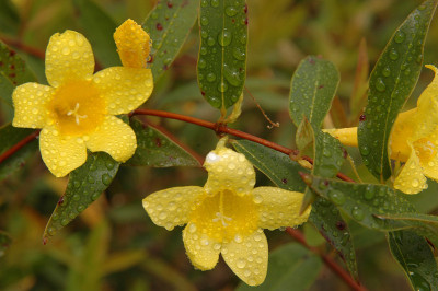小号花