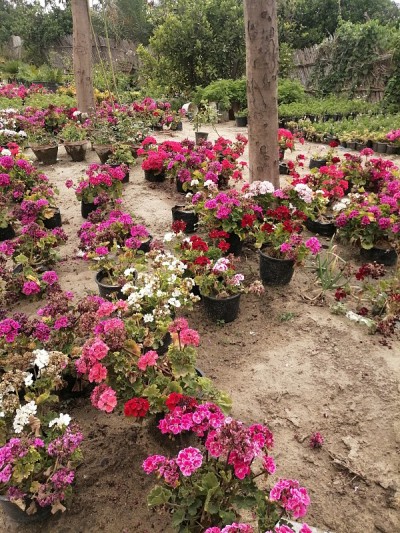 花园里的花，泥土