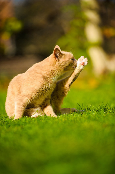 有趣的红发猫