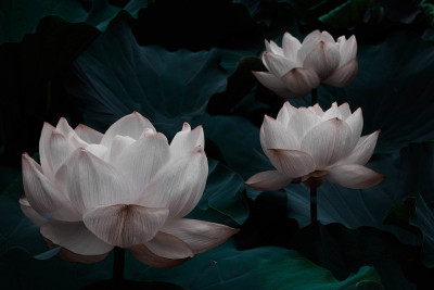 虚构的莲花。