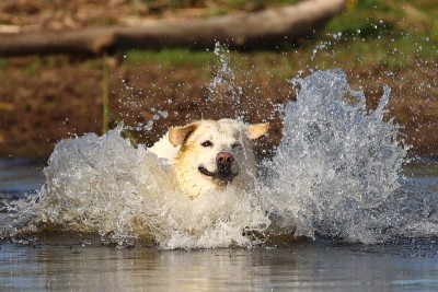 水中之犬