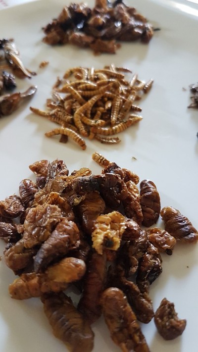 各种可食用的昆虫