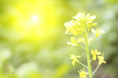 黄色的花