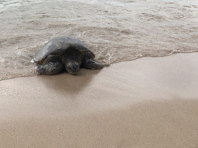 海龟