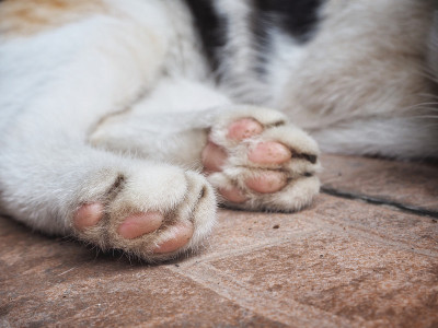 英尺的猫