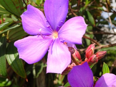 院子里开着热带紫色的花