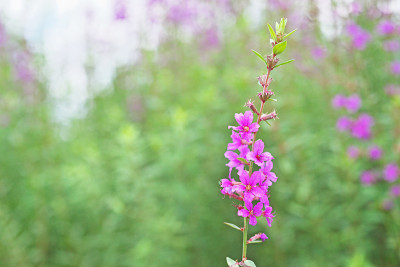 Lythrum