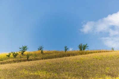 巴西利卡塔Val D'Agri的夏季乡村景观和鲜花田