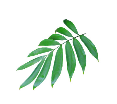 绿色棕榈叶孤立在白色背景上