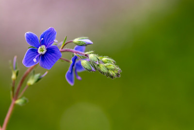 Veronica agrestis在花园里种花