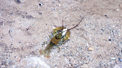 小龙虾在水里