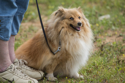 sheltie