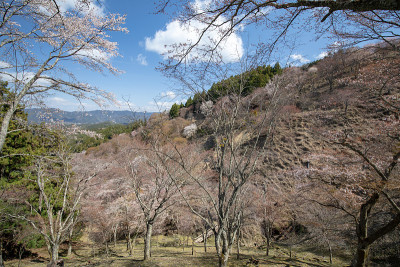 吉野山的樱花