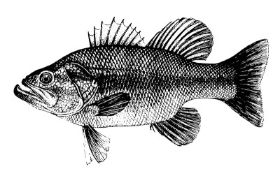鲈鱼,Micropterus salmoides。鱼的收藏。健康的生活方式，美味的食物，鱼类学科学的