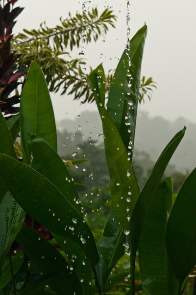 热带雨