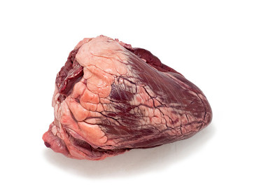 在白色背景下分离的生牛肉心脏