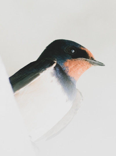 谷仓燕子(hirundo rustica)的特写镜头