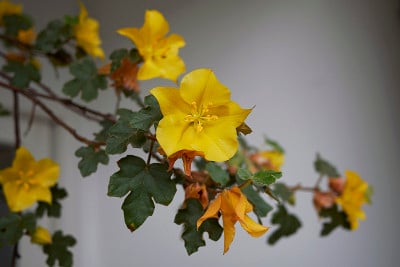 Fremontodendron