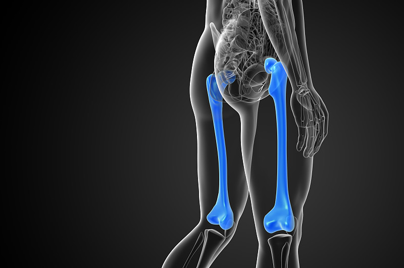 股骨的3d渲染医学插图