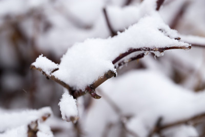 树枝上有雪。宏