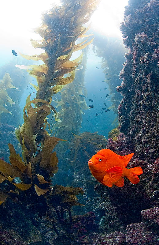 加里波第在海带福里斯特