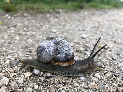 泥土路上漂亮的蜗牛