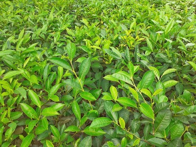 花园里的绿茶的特写图像