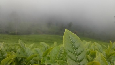 茶叶