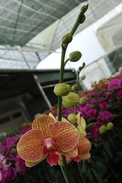 蝴蝶兰花和兰花在农场种植