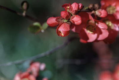 木瓜开花