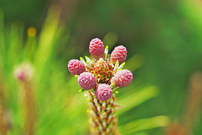 松花