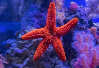 红海星粘在玻璃上。
