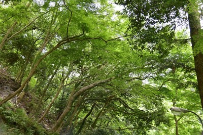 站在森林里