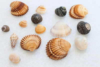 海洋贝壳