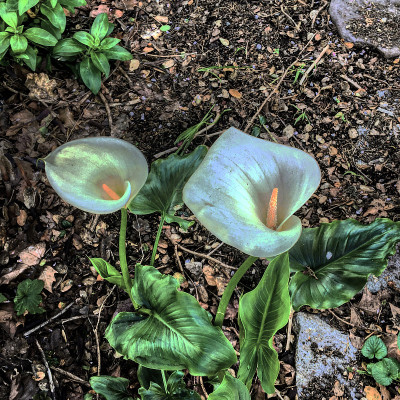 马蹄莲和百合花