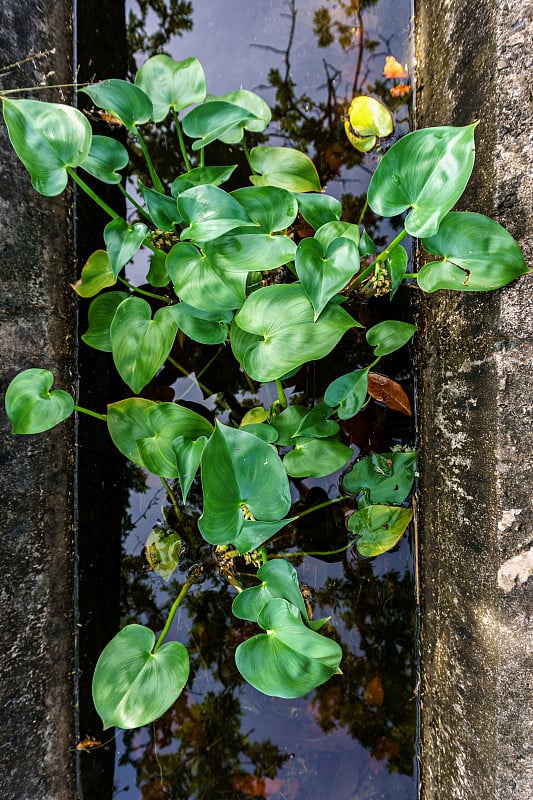 排水中的水葫芦