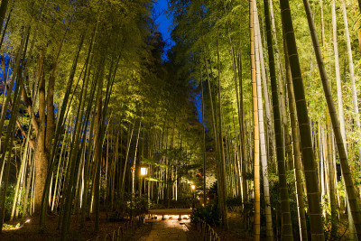 树zenji竹林小道夜景