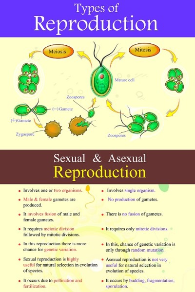 生殖类型(减数分裂-有丝分裂生物学图)