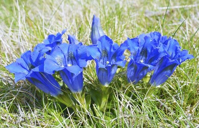 龙胆蓝花
