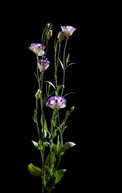 Eustoma